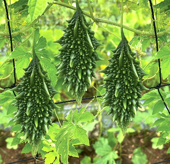 bitter-gourd-natu