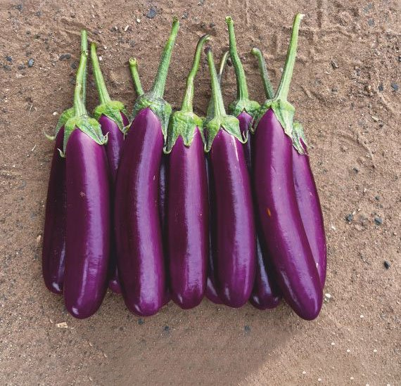 brinjal-1104