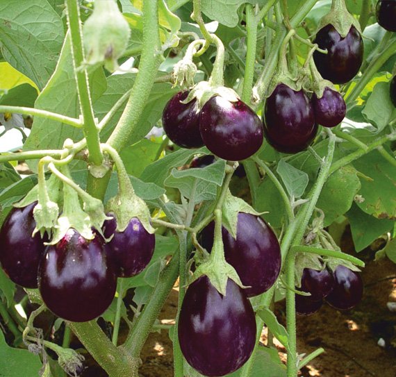 brinjal-201
