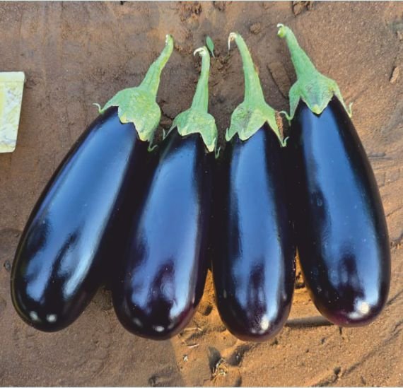 brinjal-275