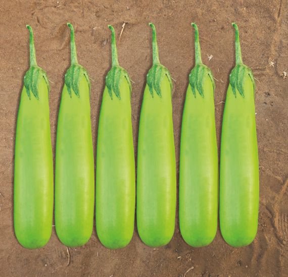 brinjal-295