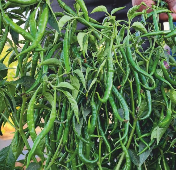 chilli-in-513-devitej