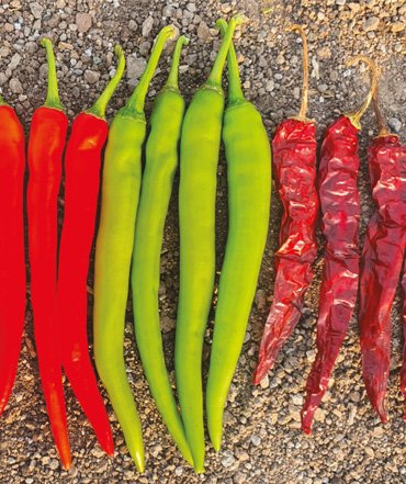 chilli