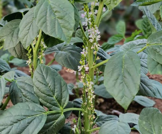 cluster-beans-333