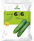cucumber-616
