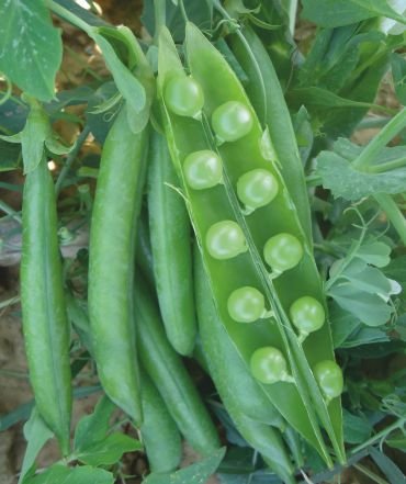 green-peas