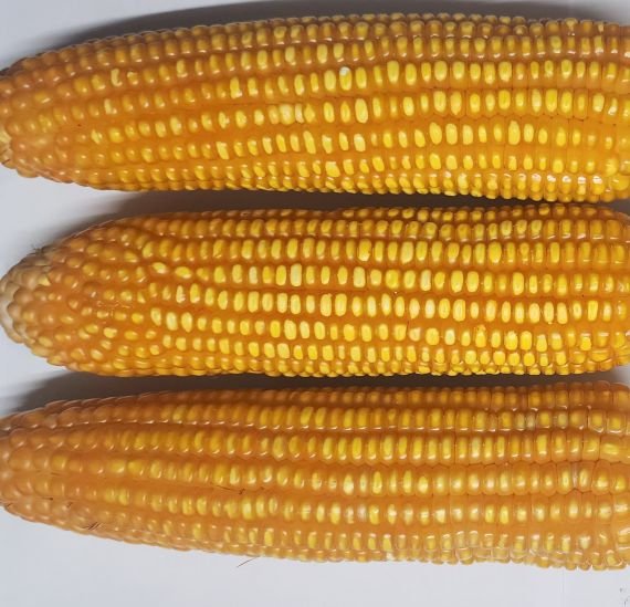 maize-12a60