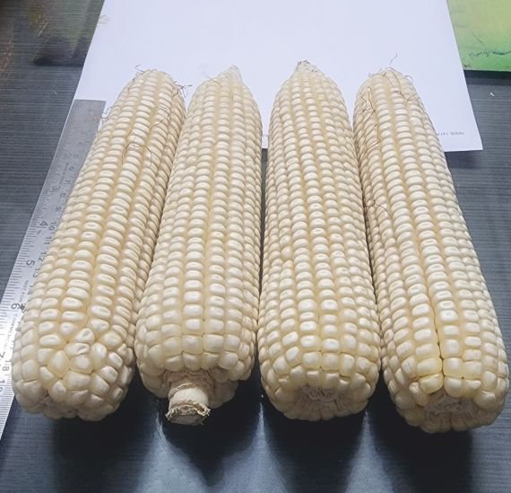 maize-13a38