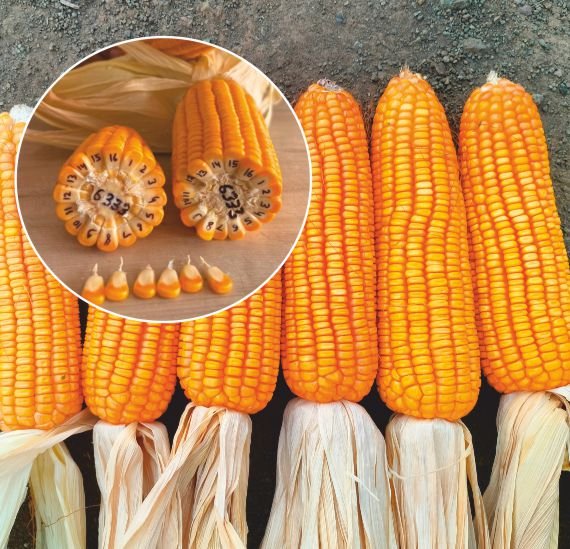 maize-6333