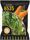 maize-6535