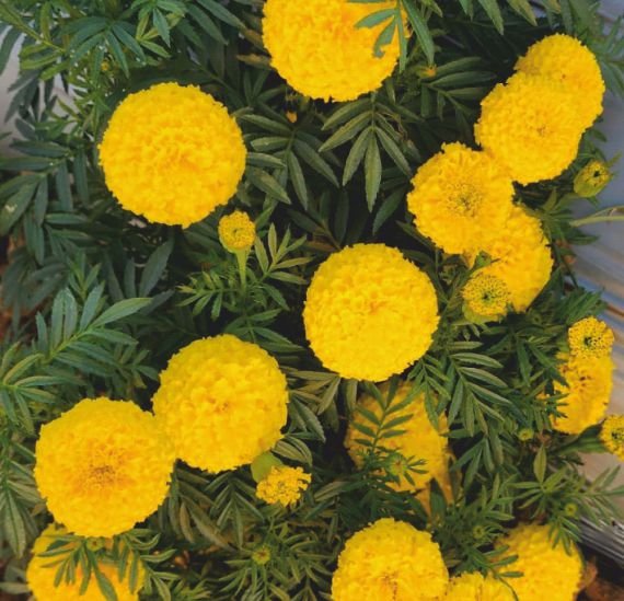 marigold-lemony