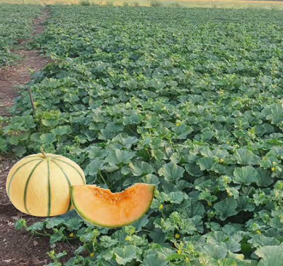 muskmelon-74