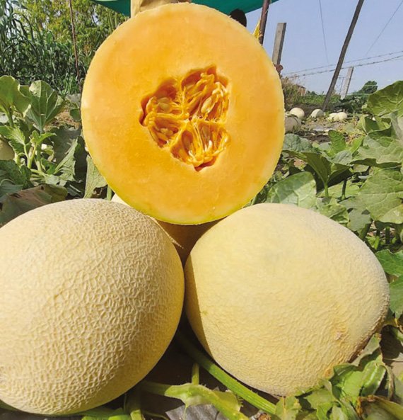 muskmelon-lovely