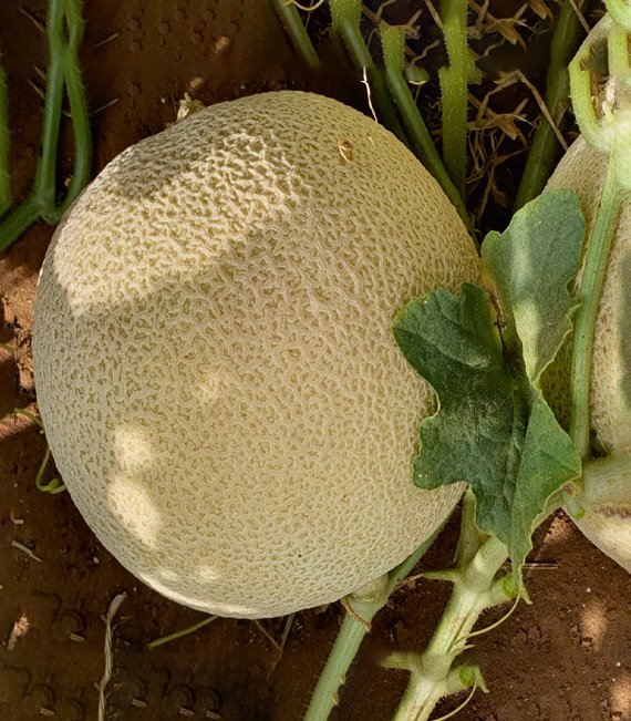 muskmelon-sweety