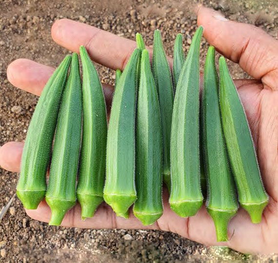 okra-1611
