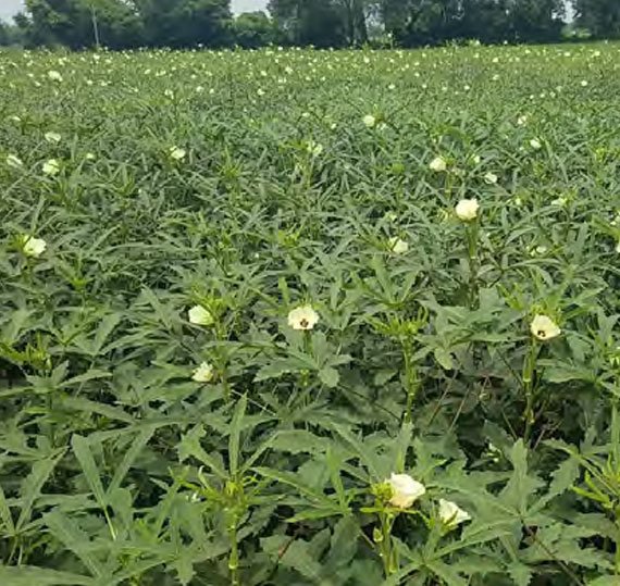 okra-1673