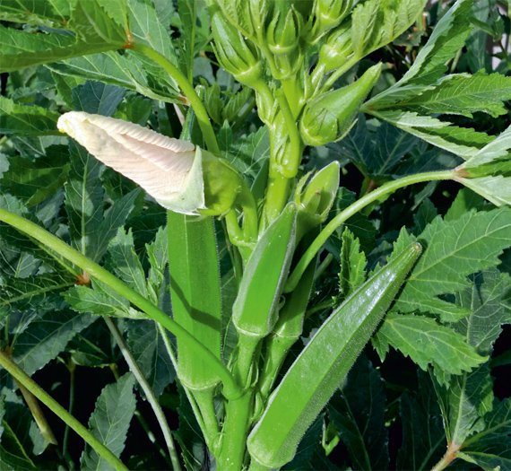 okra-2273