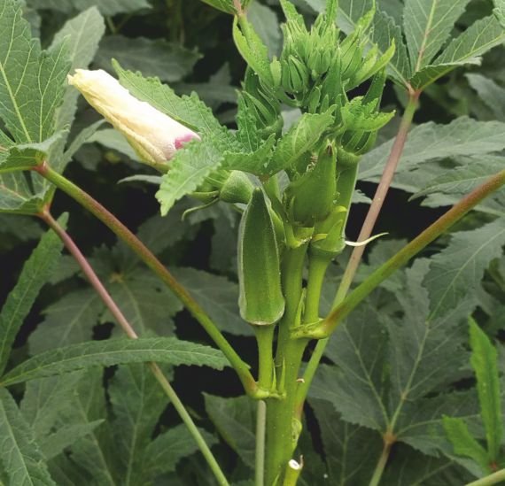 okra-468