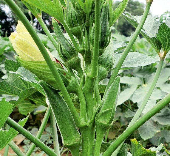 okra-bahu