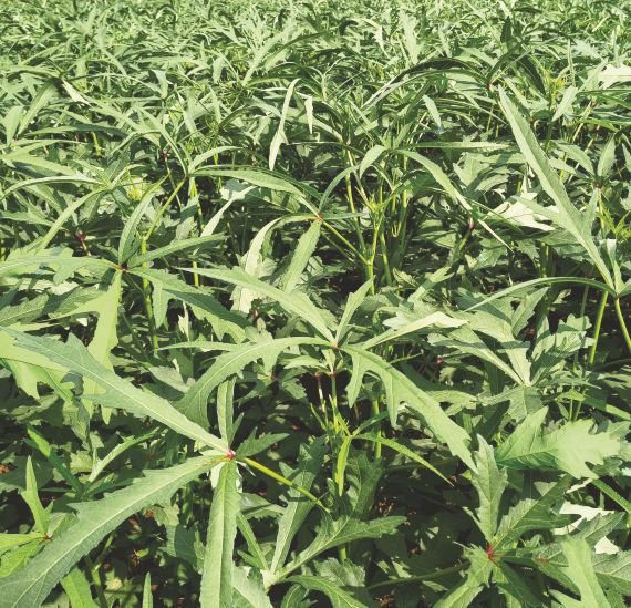 okra-cutleaf