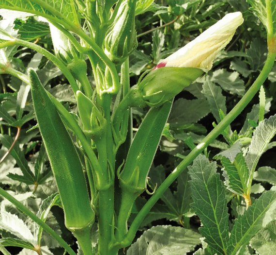 okra-maha