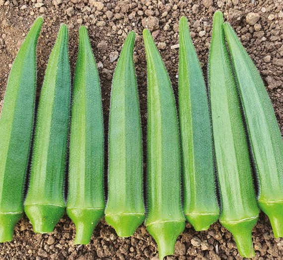 okra-mahi