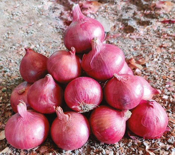 onion-gulabo