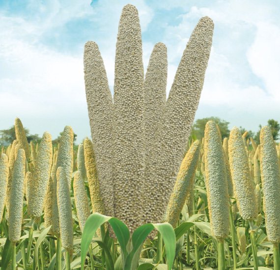 pearl-millet-11