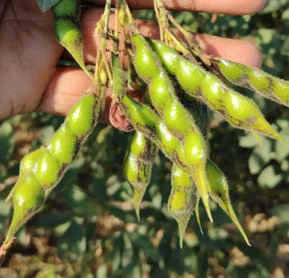 pigeonpea-kajal