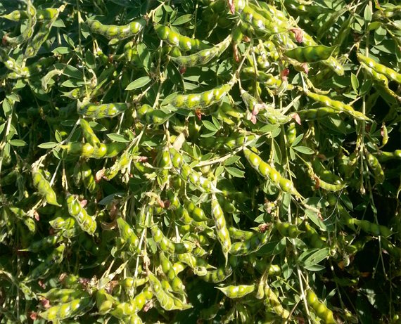 pigeonpea-vg