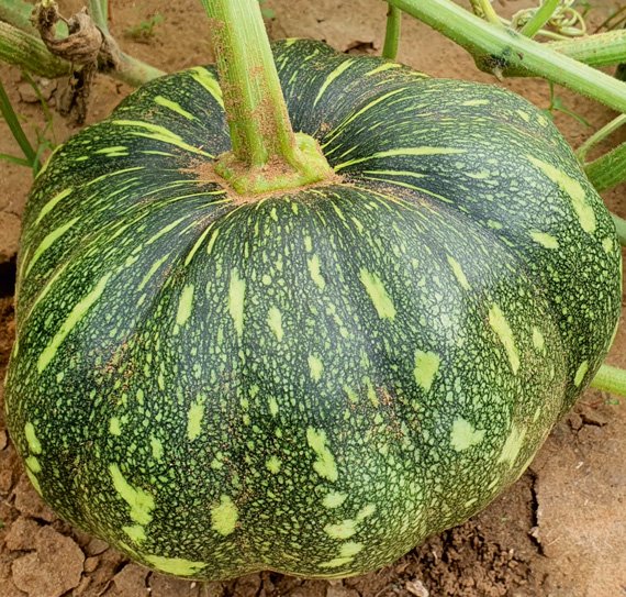 pumpkin-355
