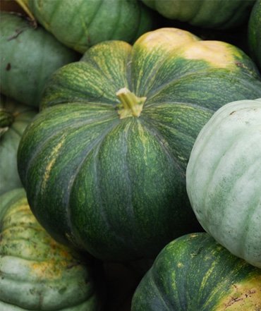 pumpkin