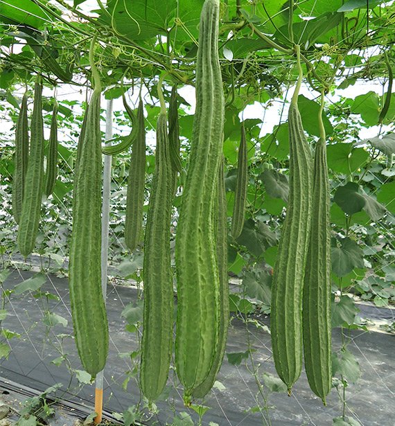 Ridge-gourd-rohini