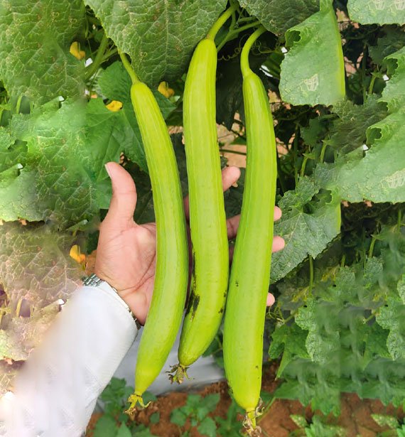 spoung-gourd-pooja
