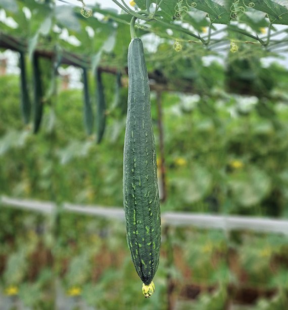 spoung-gourd-saniya