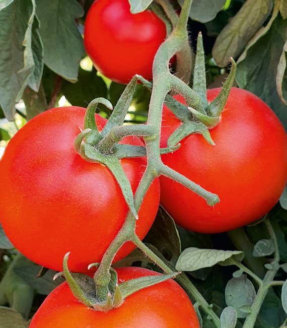 tomato-pushpa