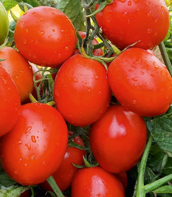 tomato-sami