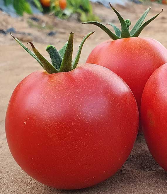 tomato-srivalli