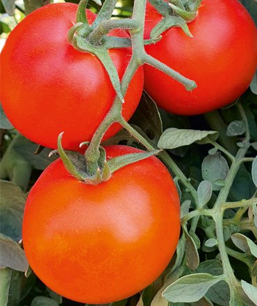 tomato